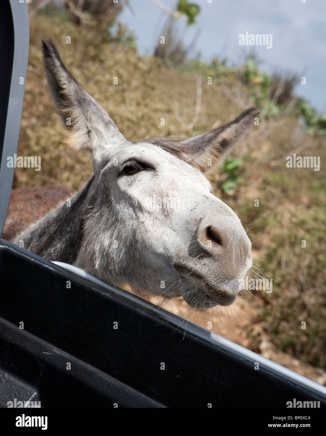 Donkey è volto all'interno del finestrino. Bonaire, Antille olandesi, Caraibi, Sud America Foto Stock