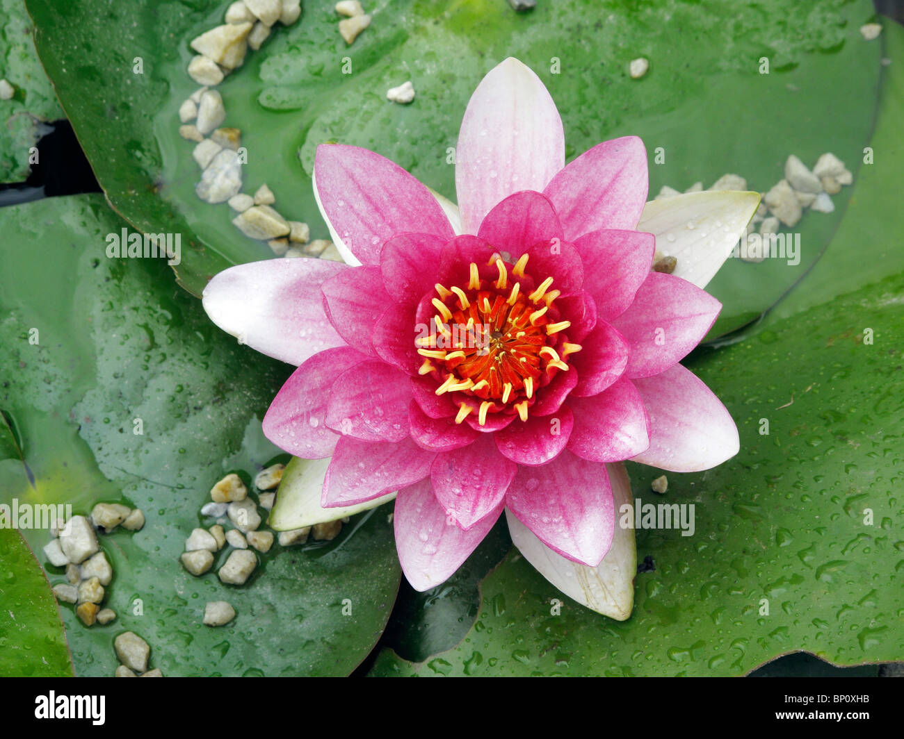 La Cina, nella provincia dello Yunnan, Dali, close-up di fiore di loto Foto Stock