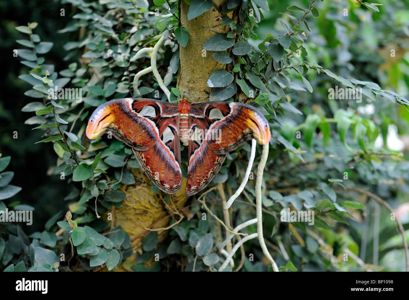 Atlas Moth sull'albero Foto Stock