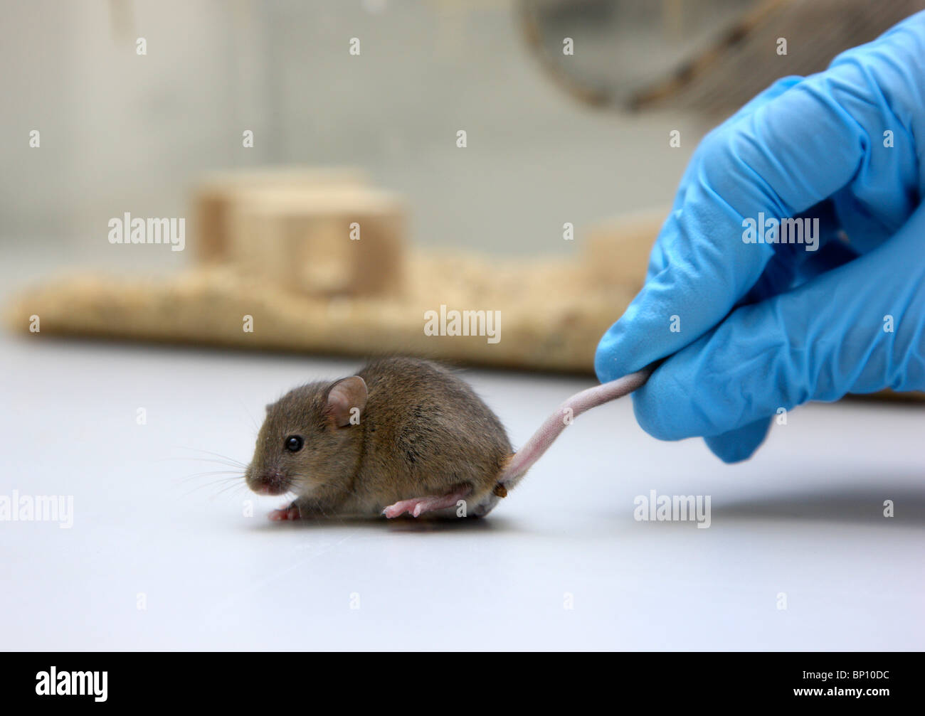 Laboratorio per le biotecnologie. Mouse per esperimento sugli animali. DNA, la ricerca sul cancro. Foto Stock