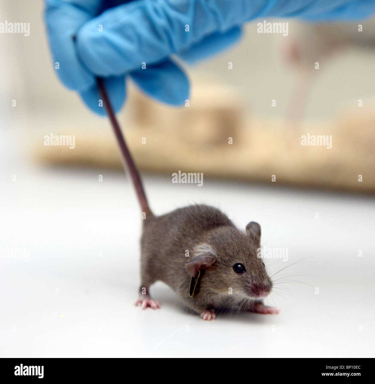 Laboratorio per le biotecnologie. Mouse per esperimento sugli animali. DNA, la ricerca sul cancro. Foto Stock