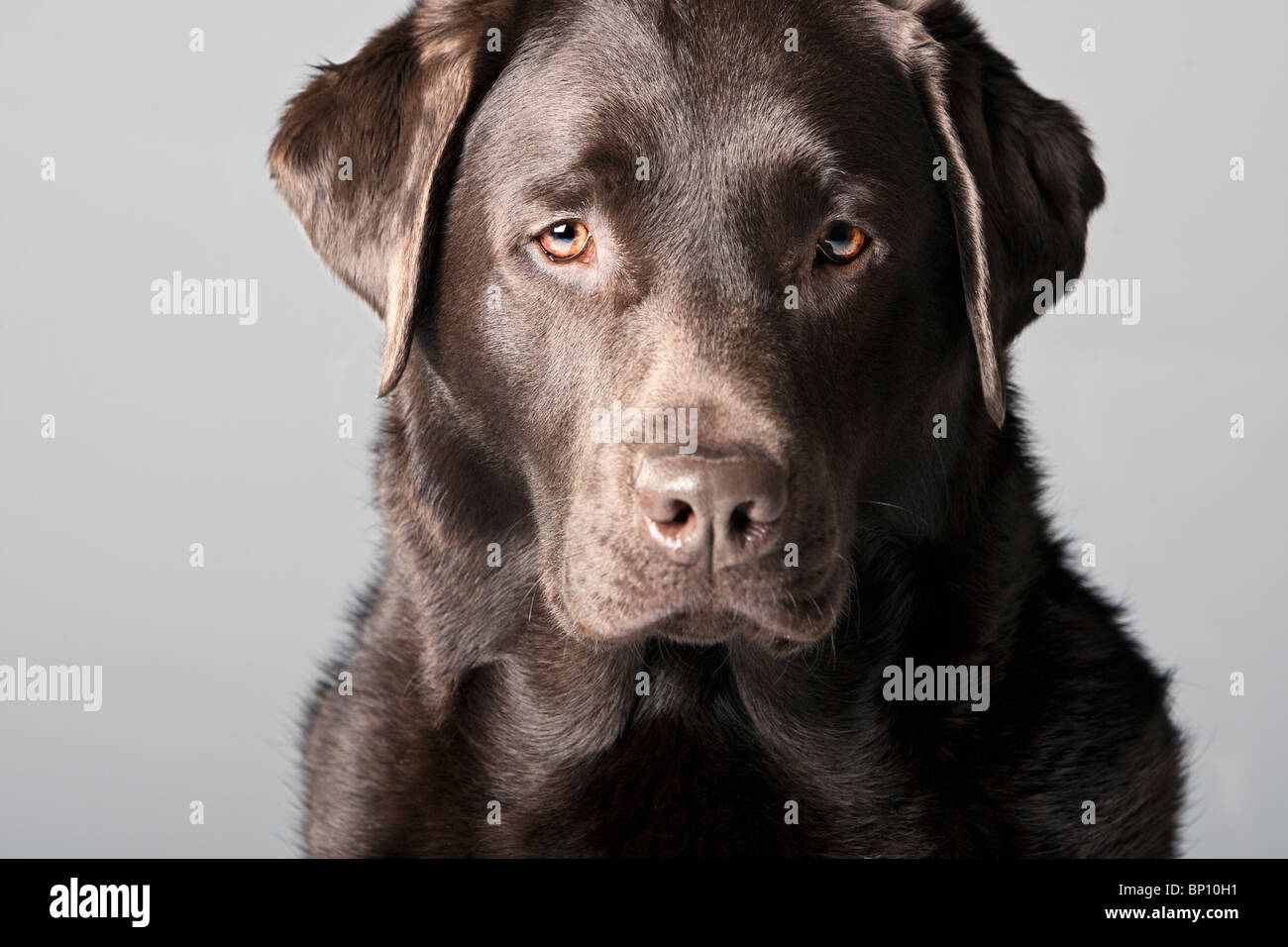 Colpo di un bel cioccolato Labrador contro uno sfondo grigio Foto Stock