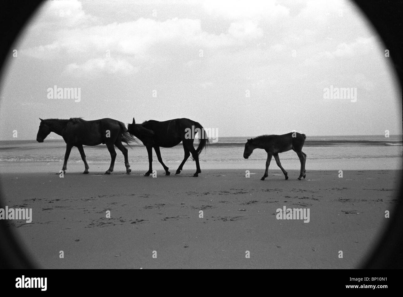 Cavalli. obx. viaggi, in bianco e nero, arte, Foto Stock