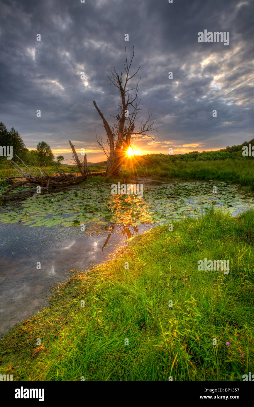 Un spooky swamp in Montgomery County, centrale nello Stato di New York. Foto Stock