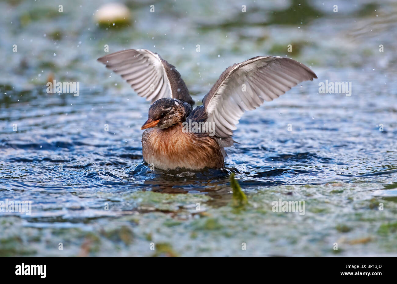 Tuffetto (Tachybaptus ruficollis) Dabchick nuoto sull'acqua con le ali distese, Cley, Norfolk, Inghilterra East Anglia, REGNO UNITO Foto Stock