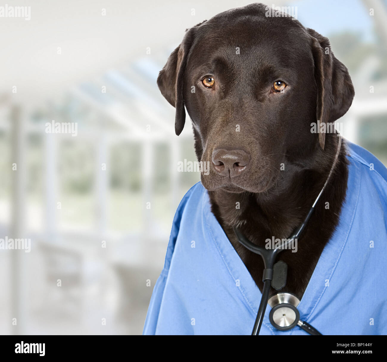 Colpo di cioccolato Labrador medico con stetoscopio Foto Stock