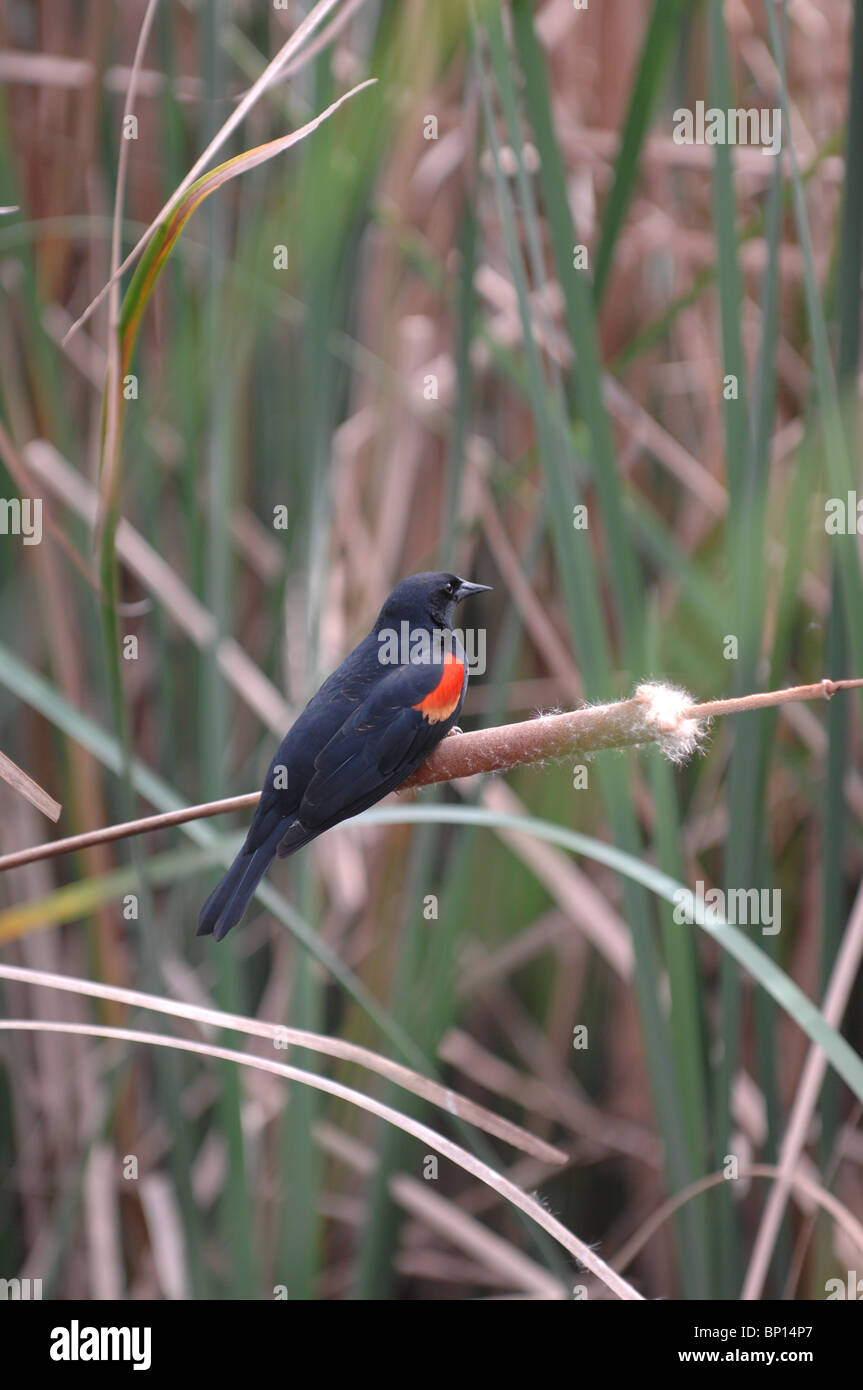 Bird, nero con arancia/spot rosso Foto Stock