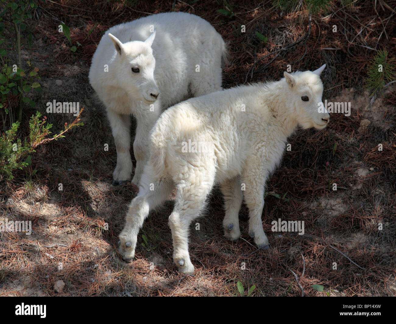 Canada, Alberta, Jasper National Park, capre di montagna kids, oreamnos americanus Foto Stock