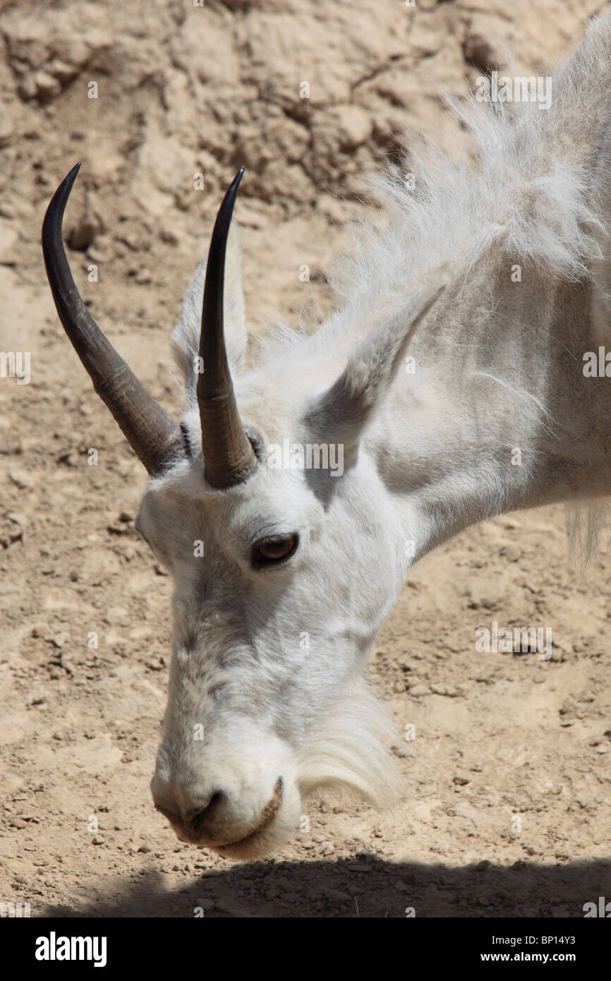Canada, Alberta, Jasper National Park, capre di montagna, oreamnos americanus Foto Stock