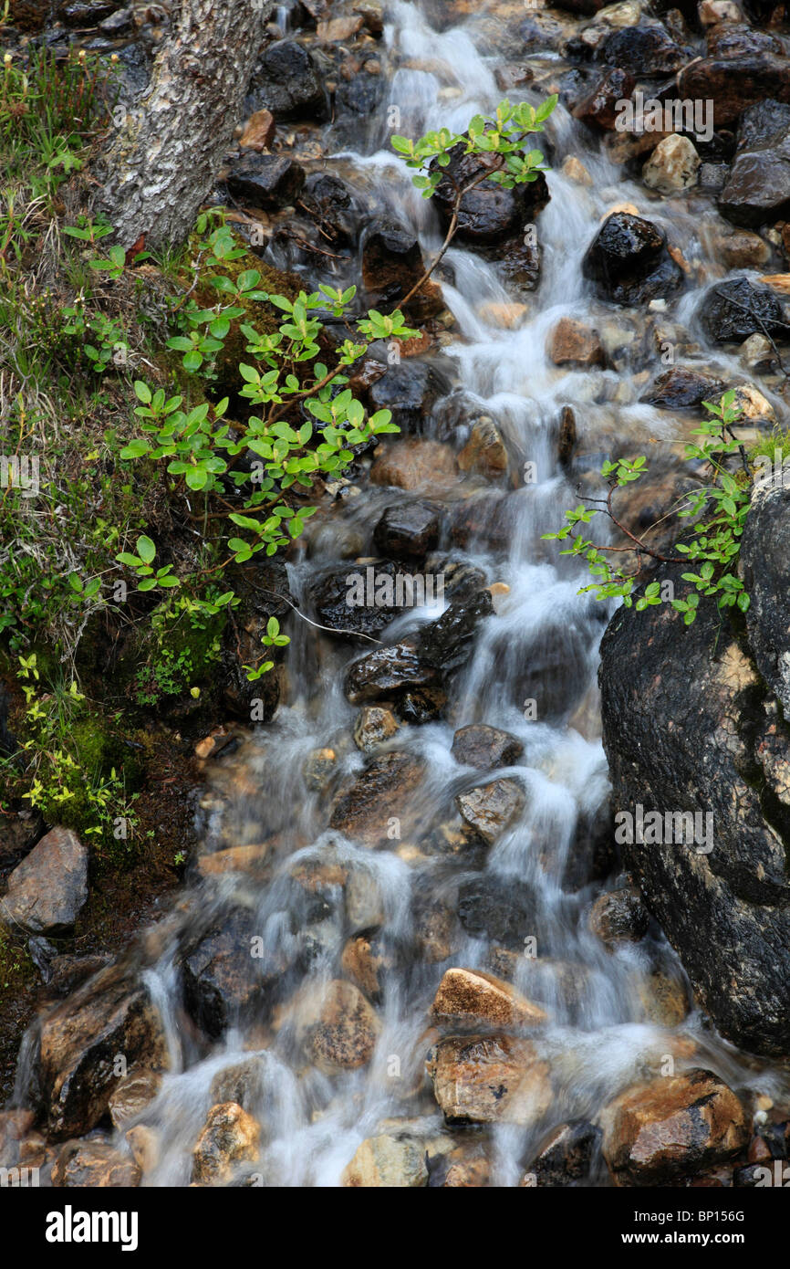 Canada, Alberta, il Parco Nazionale di Banff, Ruscello di montagna Foto Stock