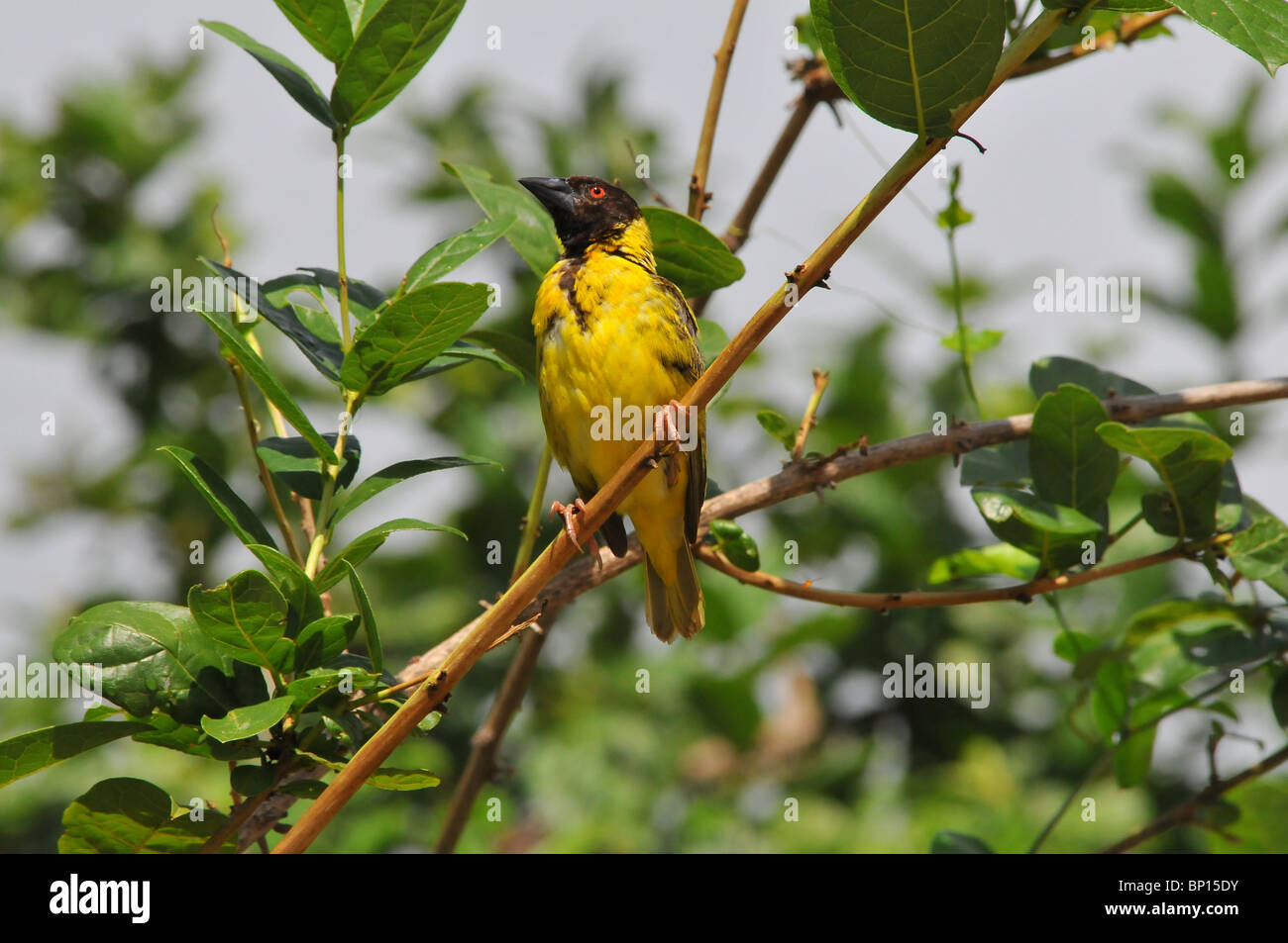 Weaver uccello sul ramo, Selous Foto Stock
