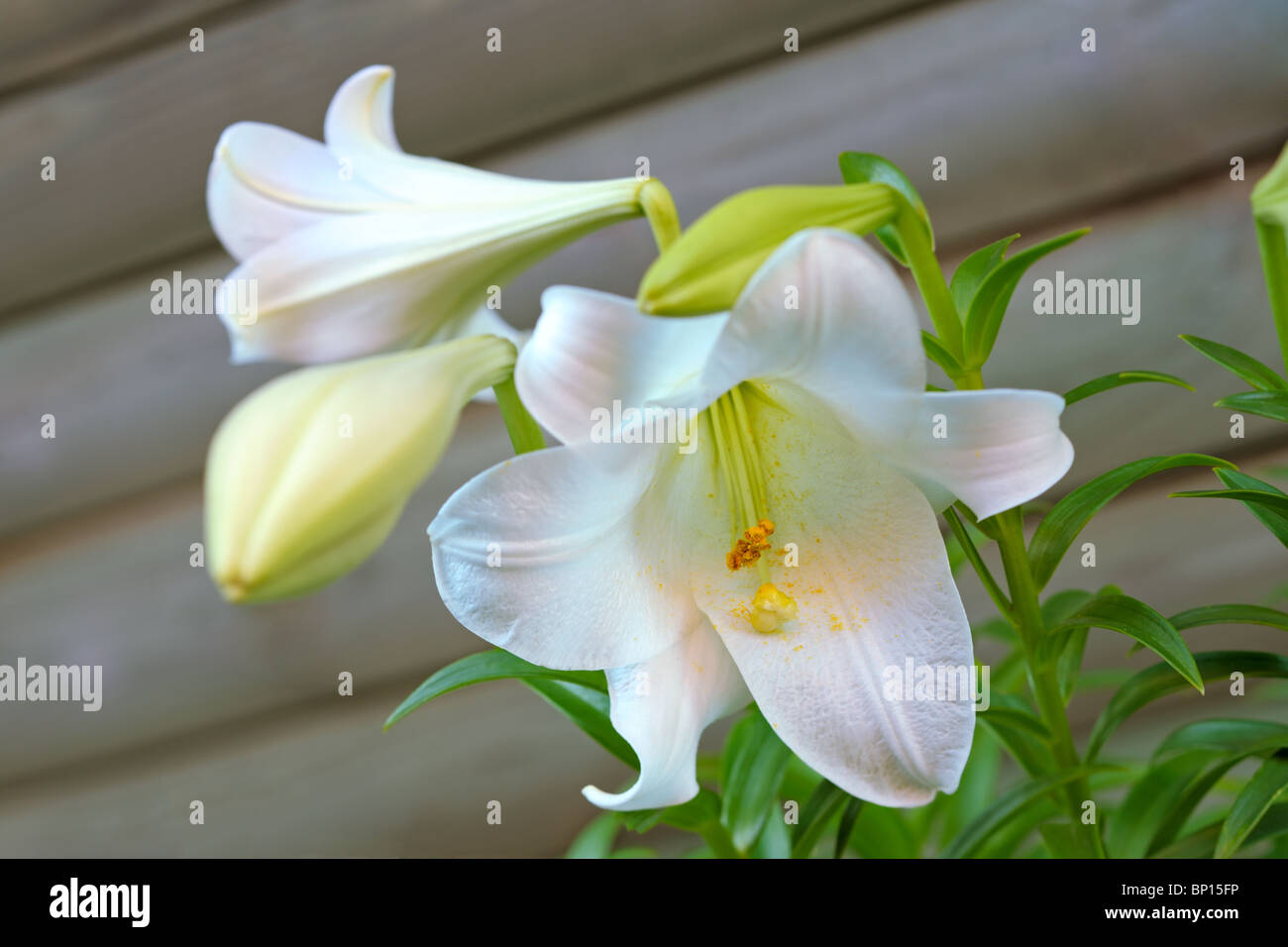 La pasqua Lily (lilium longiflorum) blooming Foto Stock