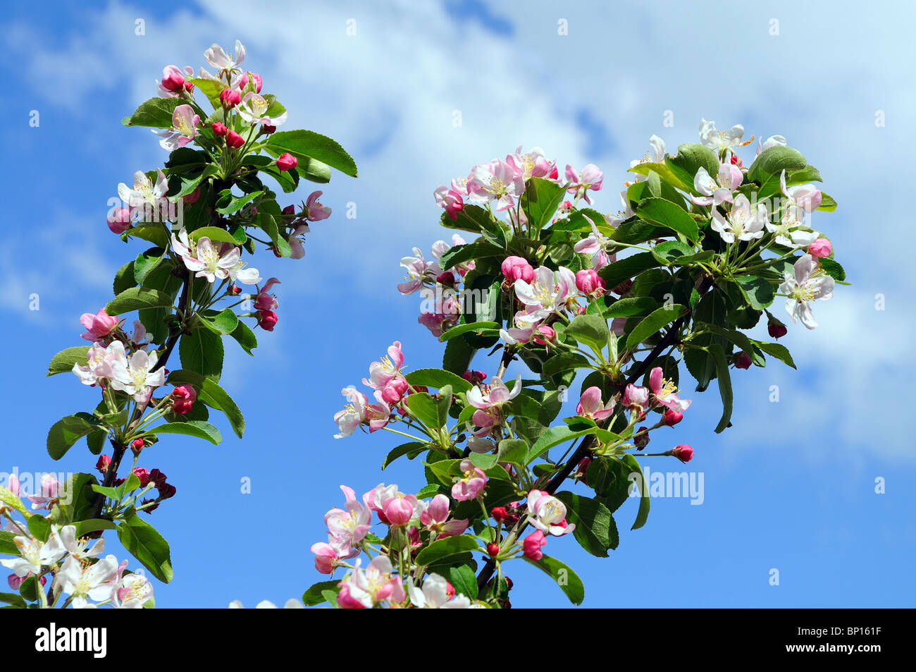Fioritura dei meli in fiore, Regno Unito Foto Stock