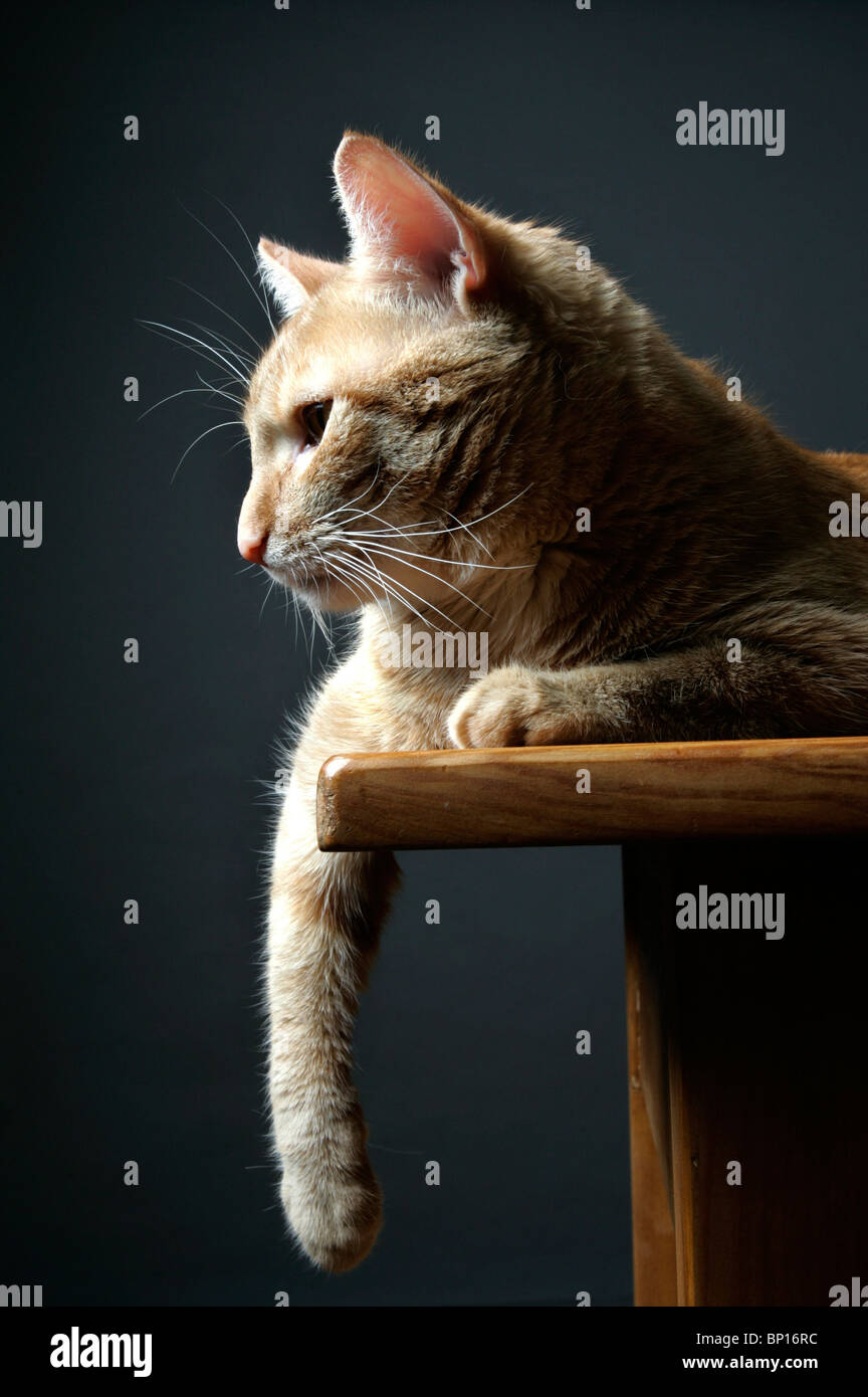 Ritratto di un gatto Foto Stock