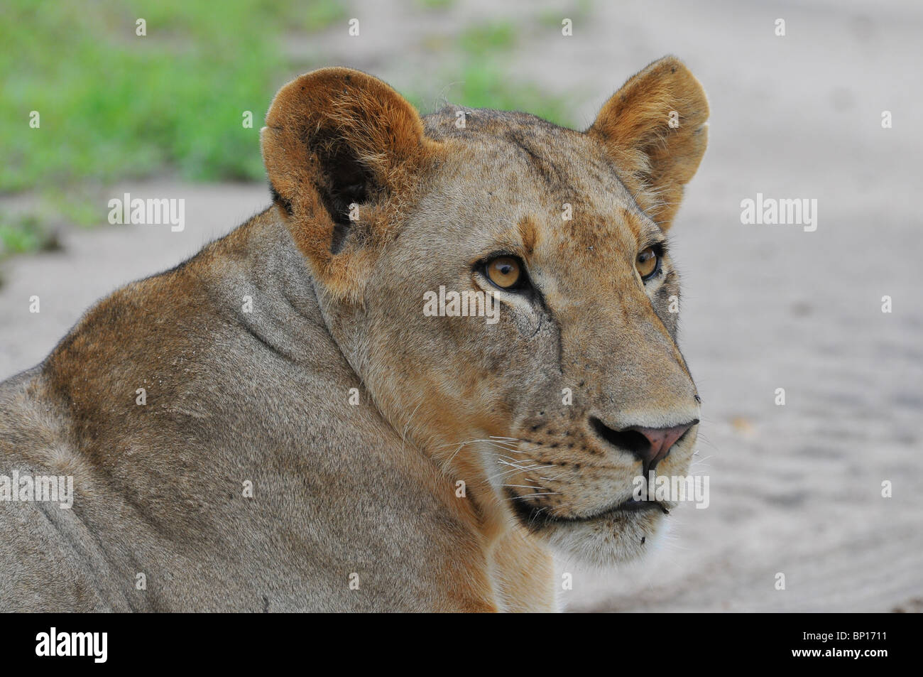 Leone maschio ritratto, nessun mane, Selous Foto Stock