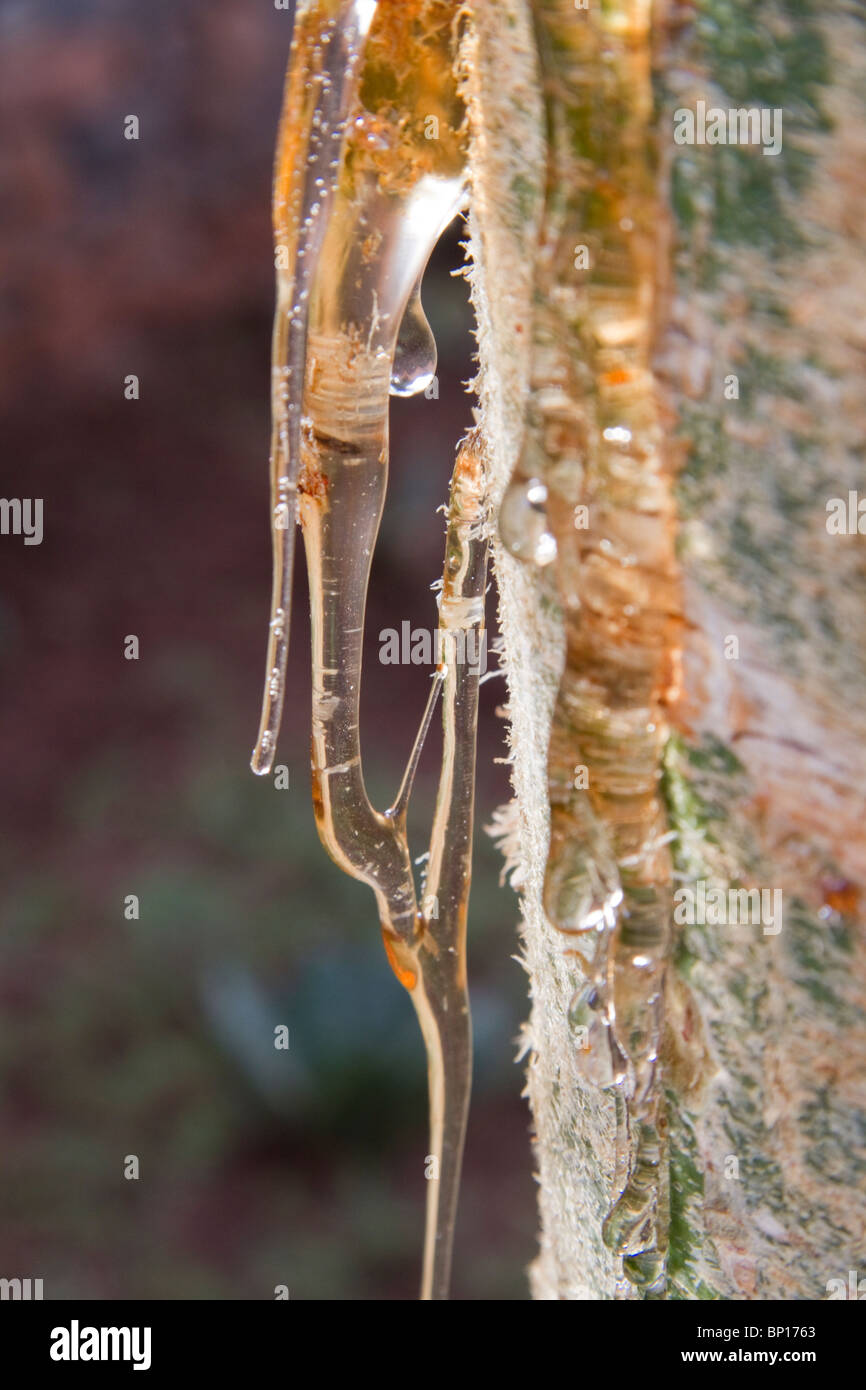 Resina di eucalipto immagini e fotografie stock ad alta risoluzione - Alamy