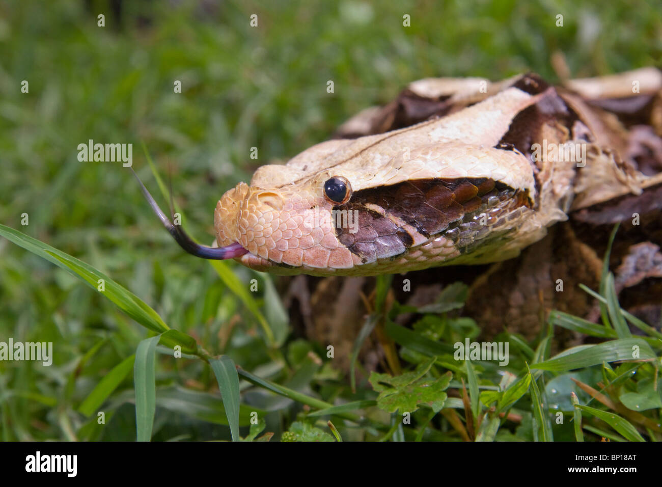 Gaboon viper (Bitis gabonica) ritratto Foto Stock