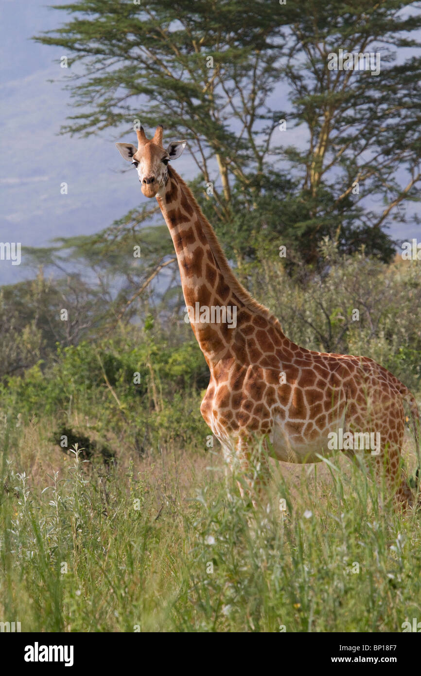 Giraffa di Rothschild (Giraffa camelopardalis camelopardalis), parco nazionale del lago Nakuru, Kenya. Foto Stock