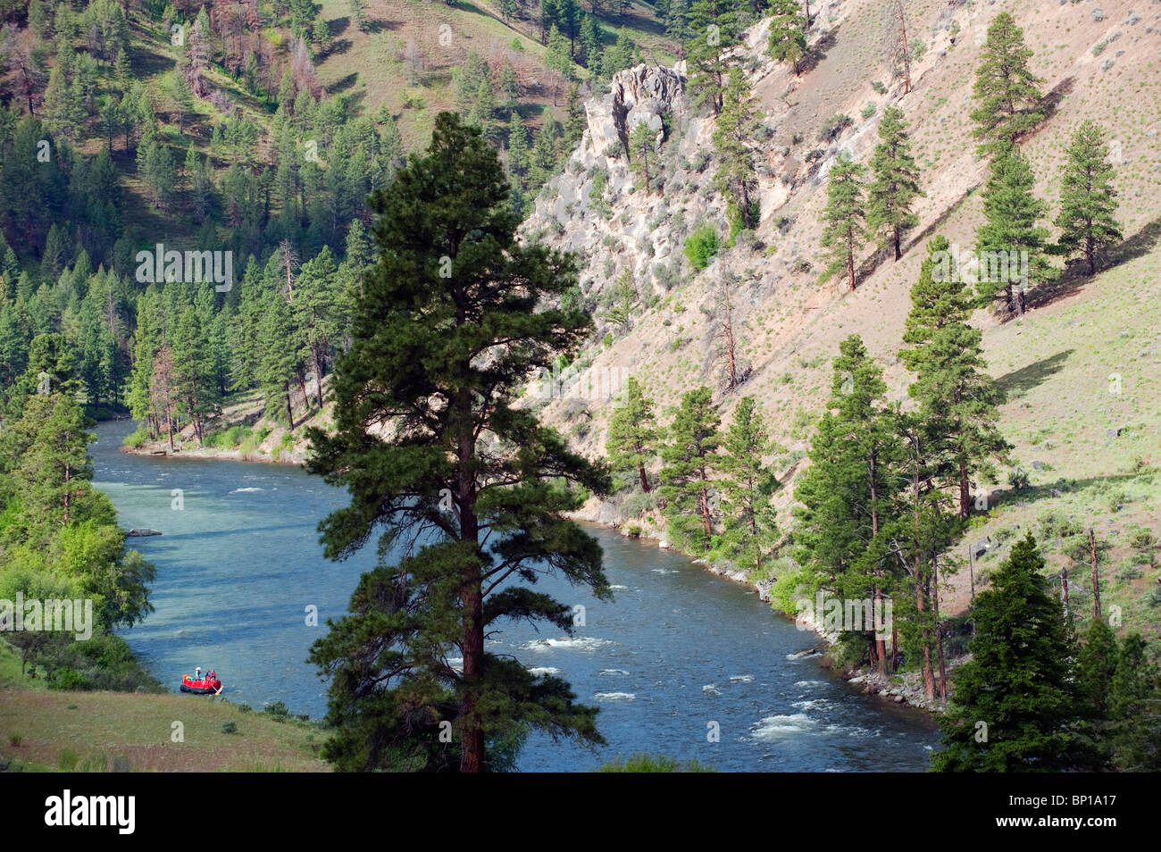 Forcella centrale del fiume di salmoni, Frank Church deserto, Stato di Idaho, U.S.A. Foto Stock