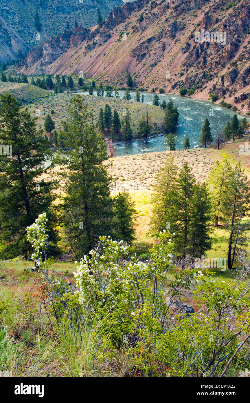 Forcella centrale del fiume di salmoni a Camas Creek, Frank Church deserto, Stato di Idaho, U.S.A. Foto Stock
