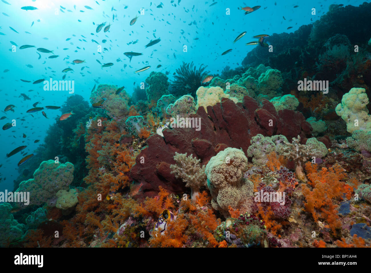 Coral Reef, Raja Ampat, Indonesia Foto Stock