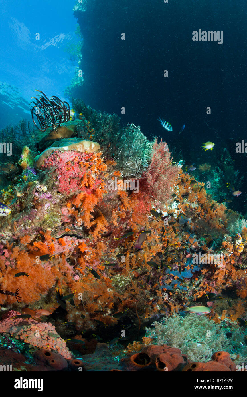 Colorata Barriera Corallina, Raja Ampat, Indonesia Foto Stock