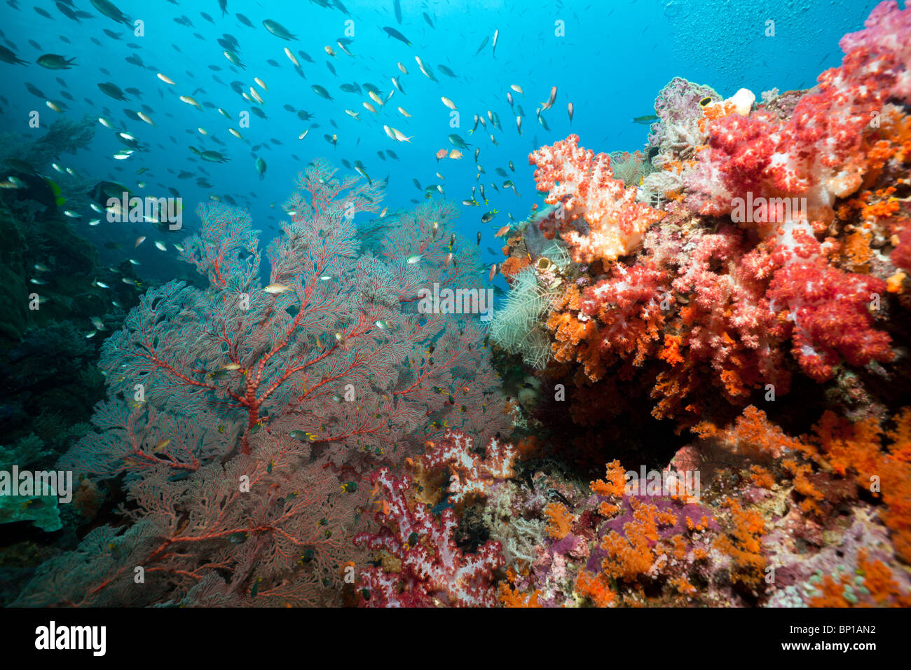 Ricca Barriera Corallina, Raja Ampat, Indonesia Foto Stock