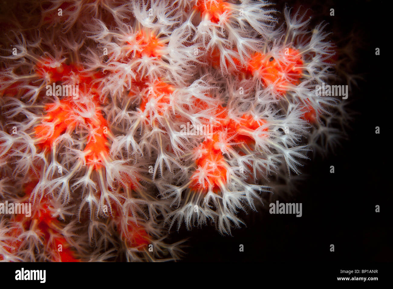 Polipi di rosso prezioso corallo, Corallium rubrum, Cap de Creus, Costa Brava, Spagna Foto Stock