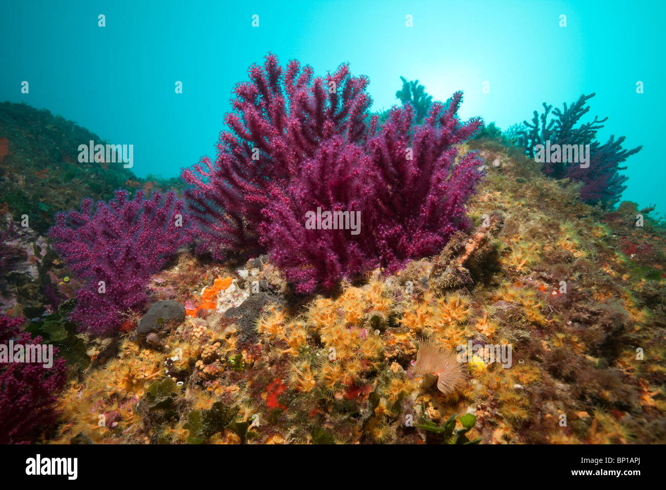 Red Gogonians e margherite di mare, Paramuricea clavata, Parazoanthus axinellae, Cap de Creus, Costa Brava, Spagna Foto Stock