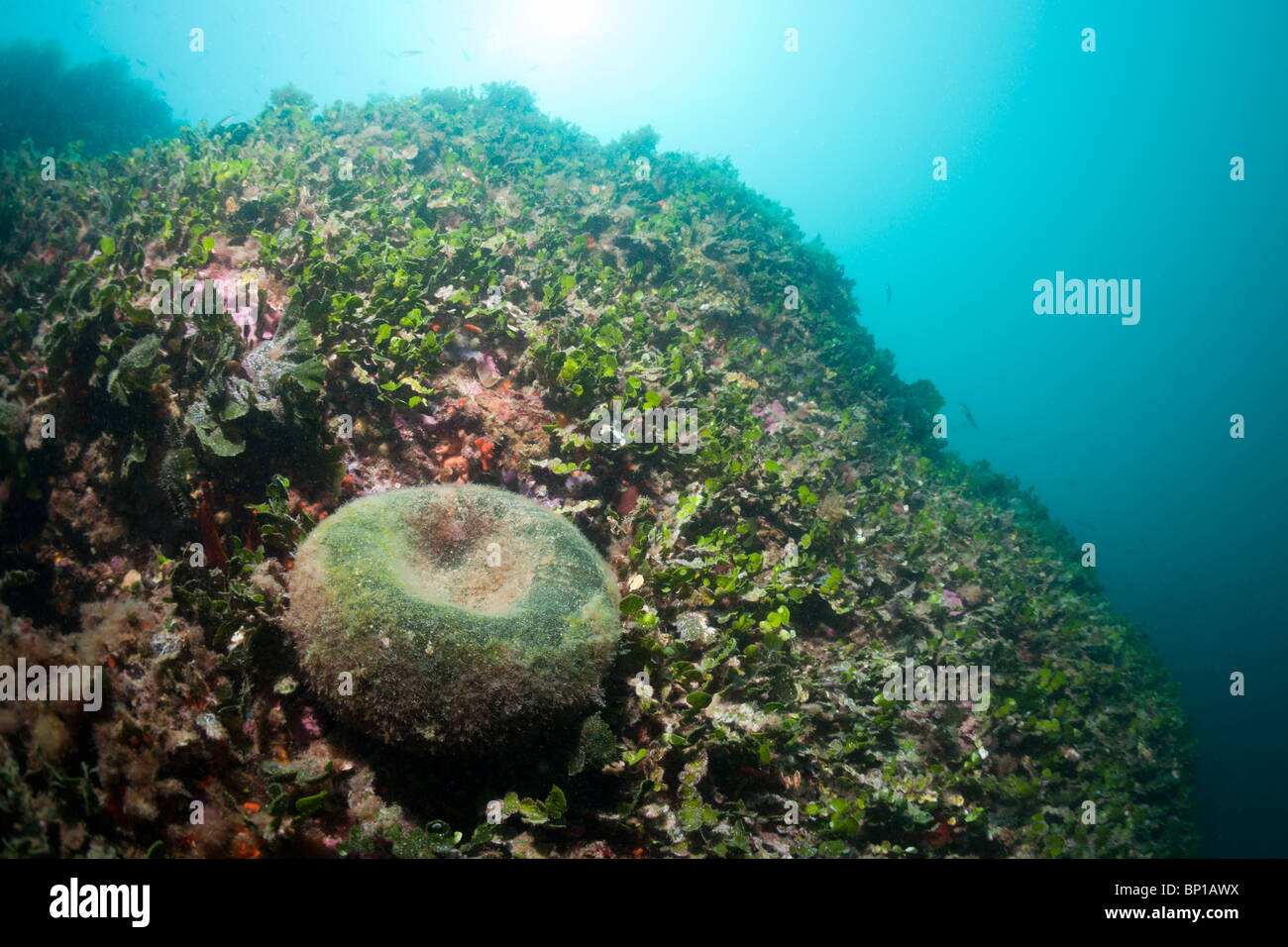 Le Alghe verdi sul Reef, Codium bursa, Cap de Creus, Costa Brava, Spagna Foto Stock