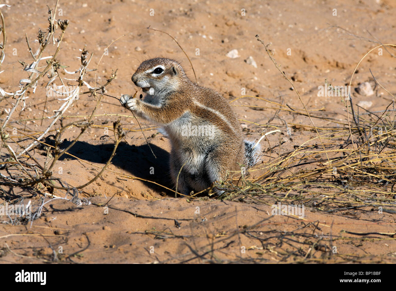 Massa del capo scoiattoli Xerus inauris avvengono principalmente in secco, semi-deserto regioni del Sud Africa, specialmente nel Kalahari. Foto Stock