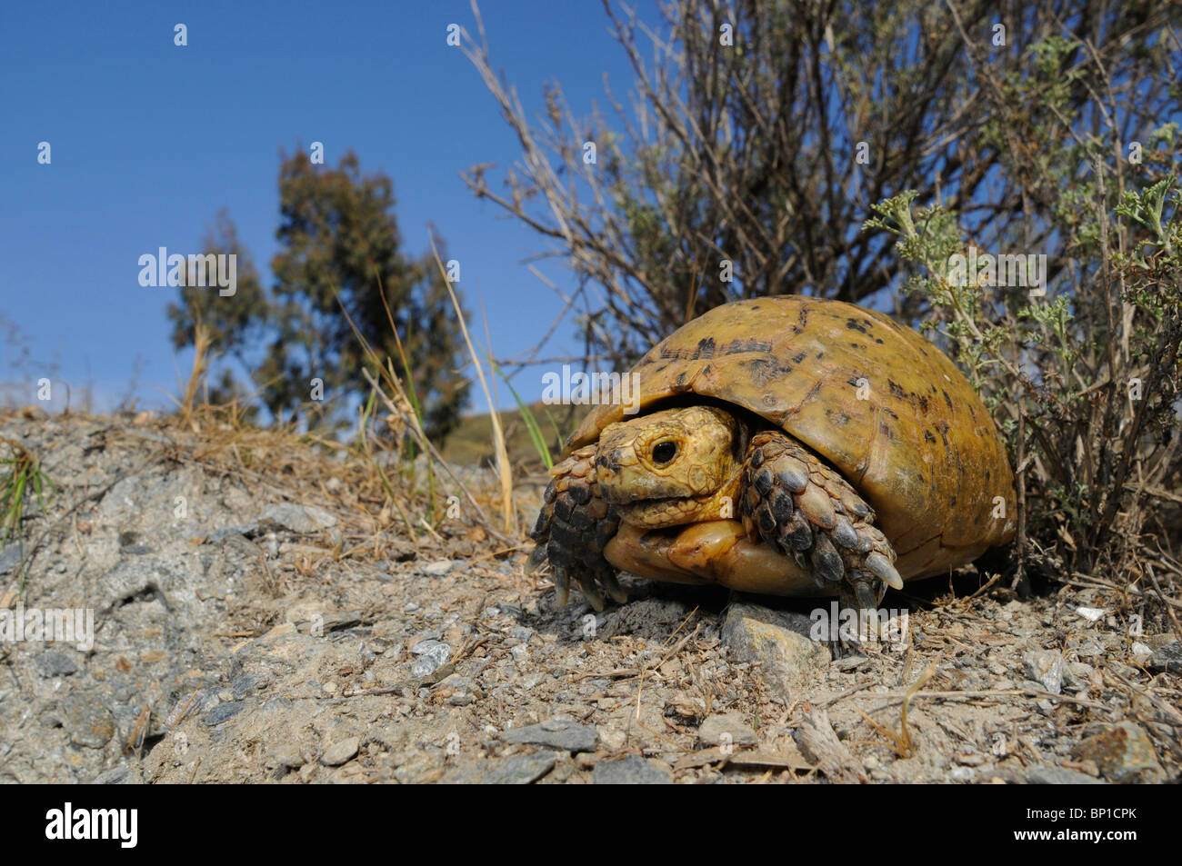 Sperone-thighed tartaruga, sperone mediterraneo-thighed, tartaruga testuggine comune, tartaruga greca (Testudo graeca), FAD in singoli Foto Stock