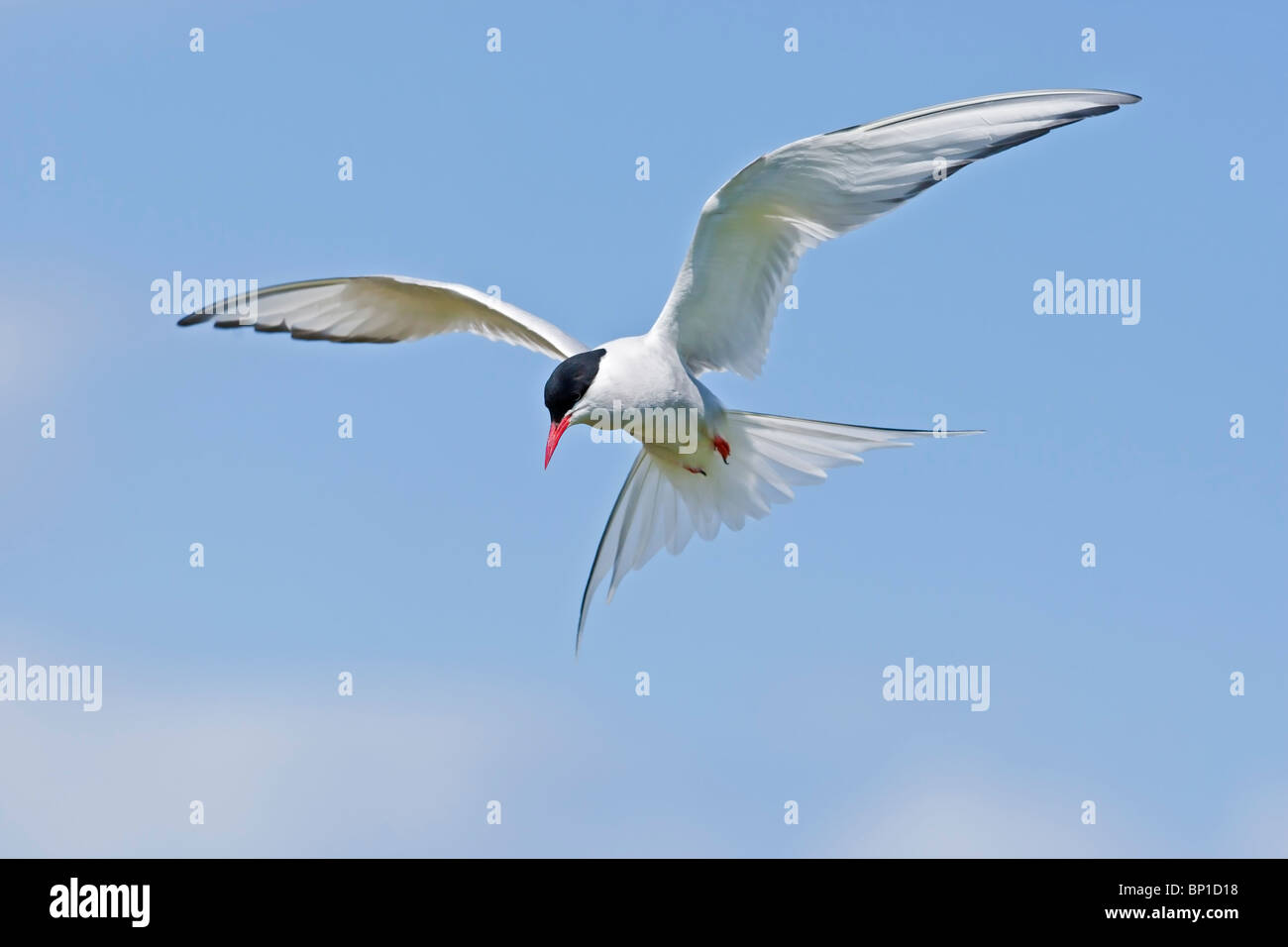 Arctic Tern sfiorando con un cielo blu e bianco Sfondo nuvola. Foto Stock