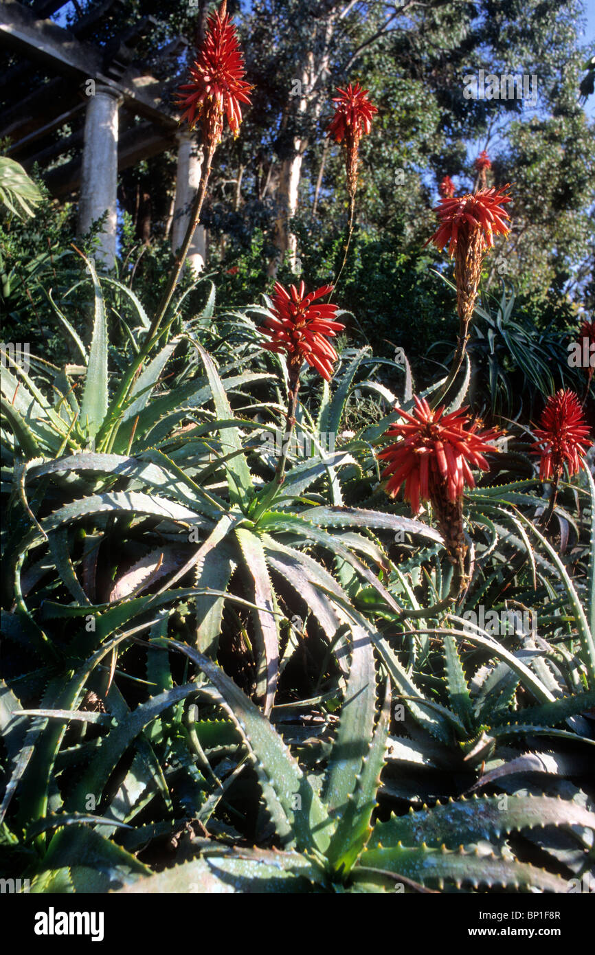 Francia Provenza Alpes-Cote-d'azur, Var (83), Rayol : Canadel sur mer, Rayol : station wagon Foto Stock