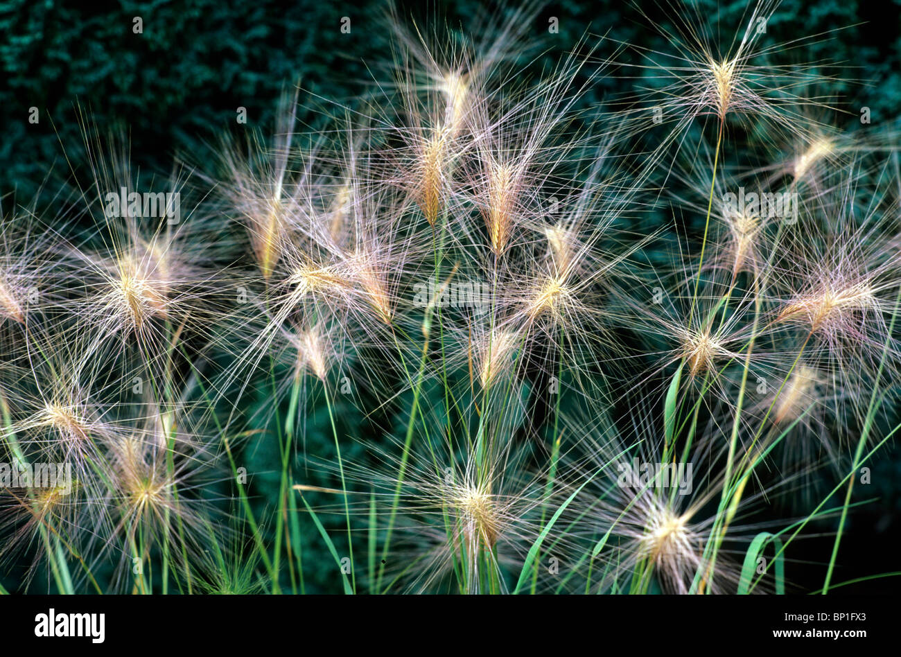 Hordeum jubatum erba erbe del giardino di piante vegetali Foto Stock
