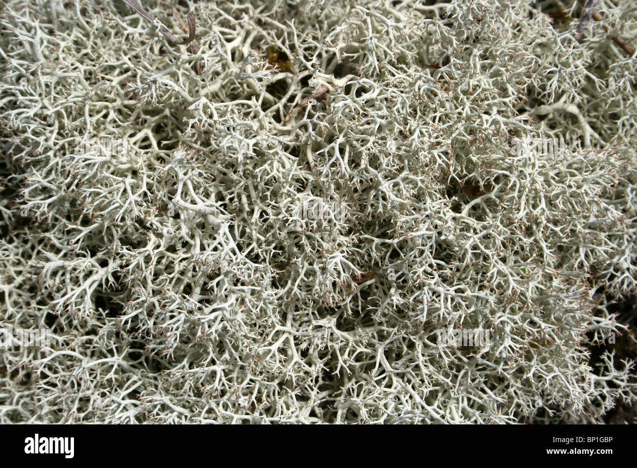 Licheni delle renne Cladonia portentosa nel dettaglio prese sulla costa di Sefton, Merseyside, Regno Unito Foto Stock