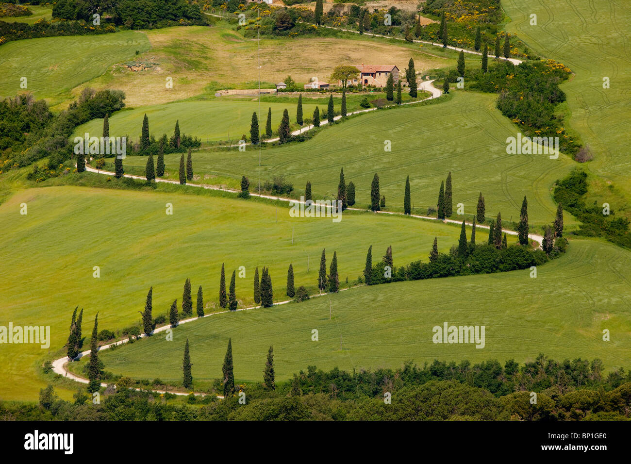 Cypress alberata switchbacks vicino La Foce, Toscana Italia Foto Stock