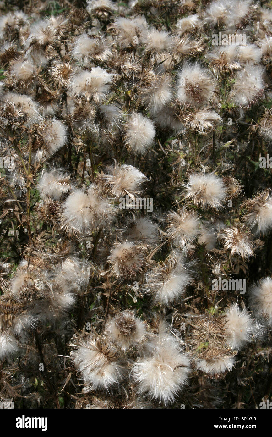 Thistle Teste di seme prese a duna Freshfield Heath, Merseyside, Regno Unito Foto Stock