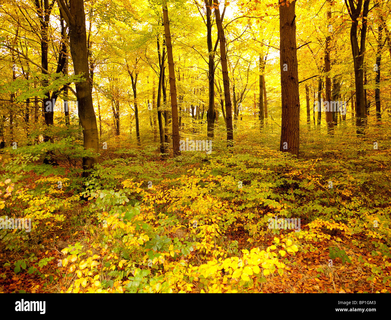 Colore di autunno in Burnham Beeches foresta, Buckinghamshire, UK Foto Stock