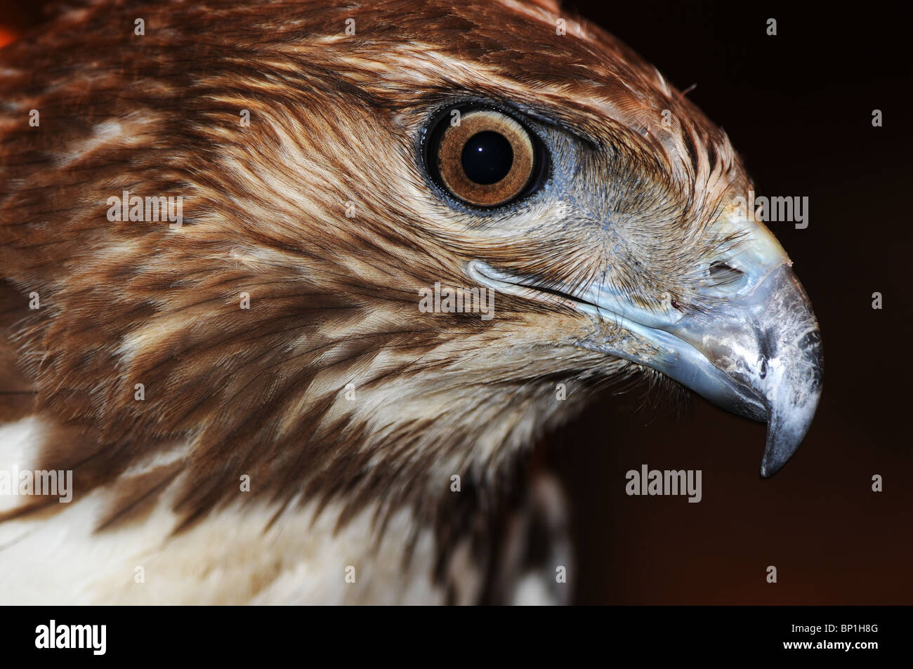 Close-up della testa di un rosso-tailed hawk, Buteo jamaicensis Foto Stock