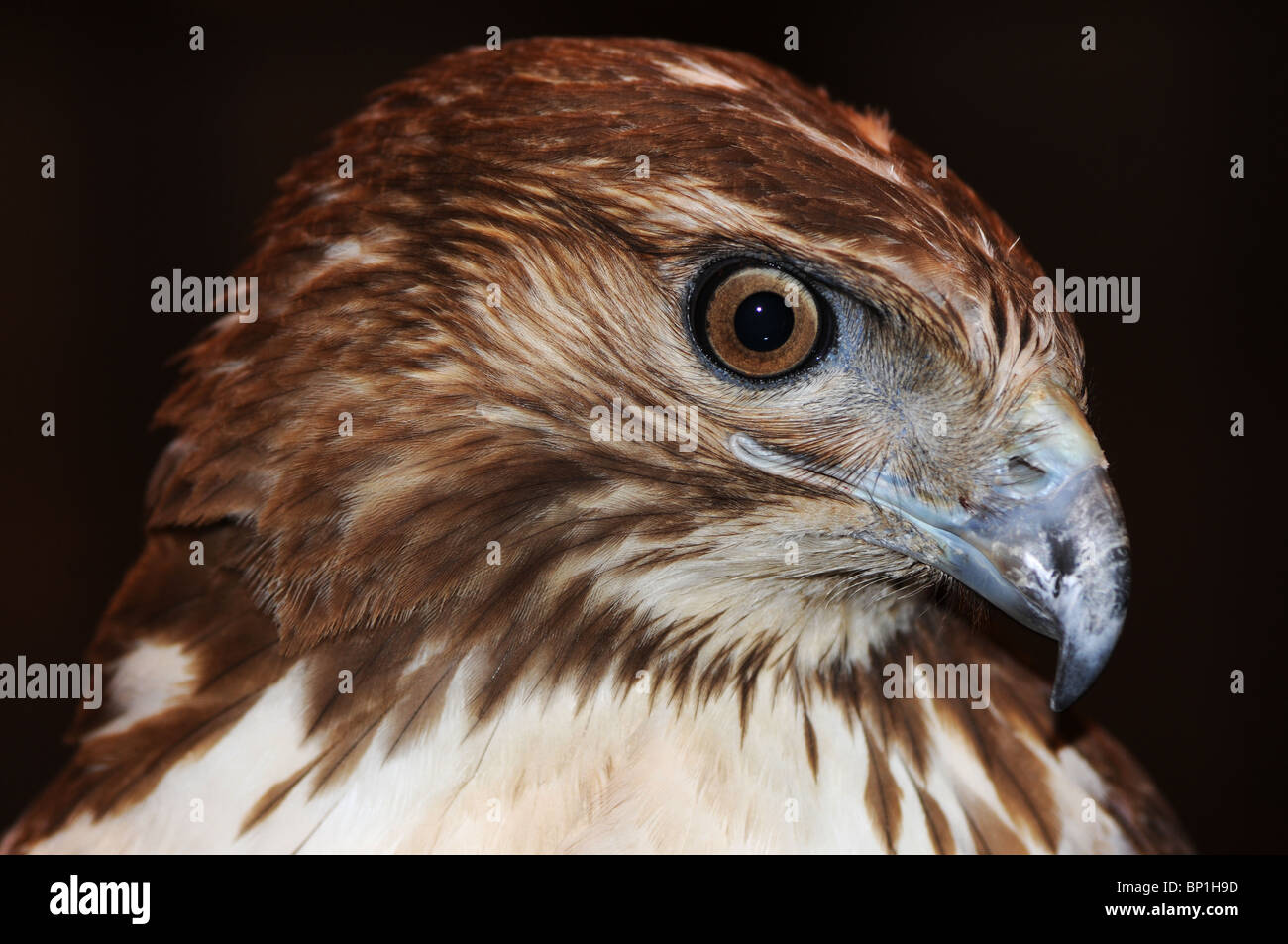 Close-up della testa di un rosso-tailed hawk, Buteo jamaicensis Foto Stock