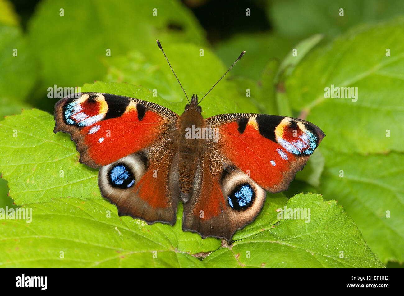 Farfalla pavone (Inachis io) Foto Stock