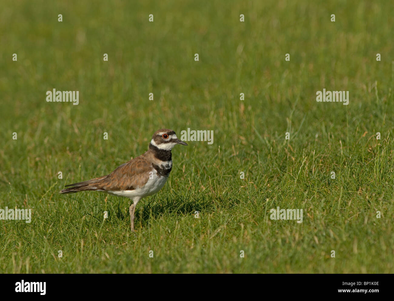 Killdeer (charadrius vociferus) nel campo estivo, Aurora Colorado US. Foto Stock