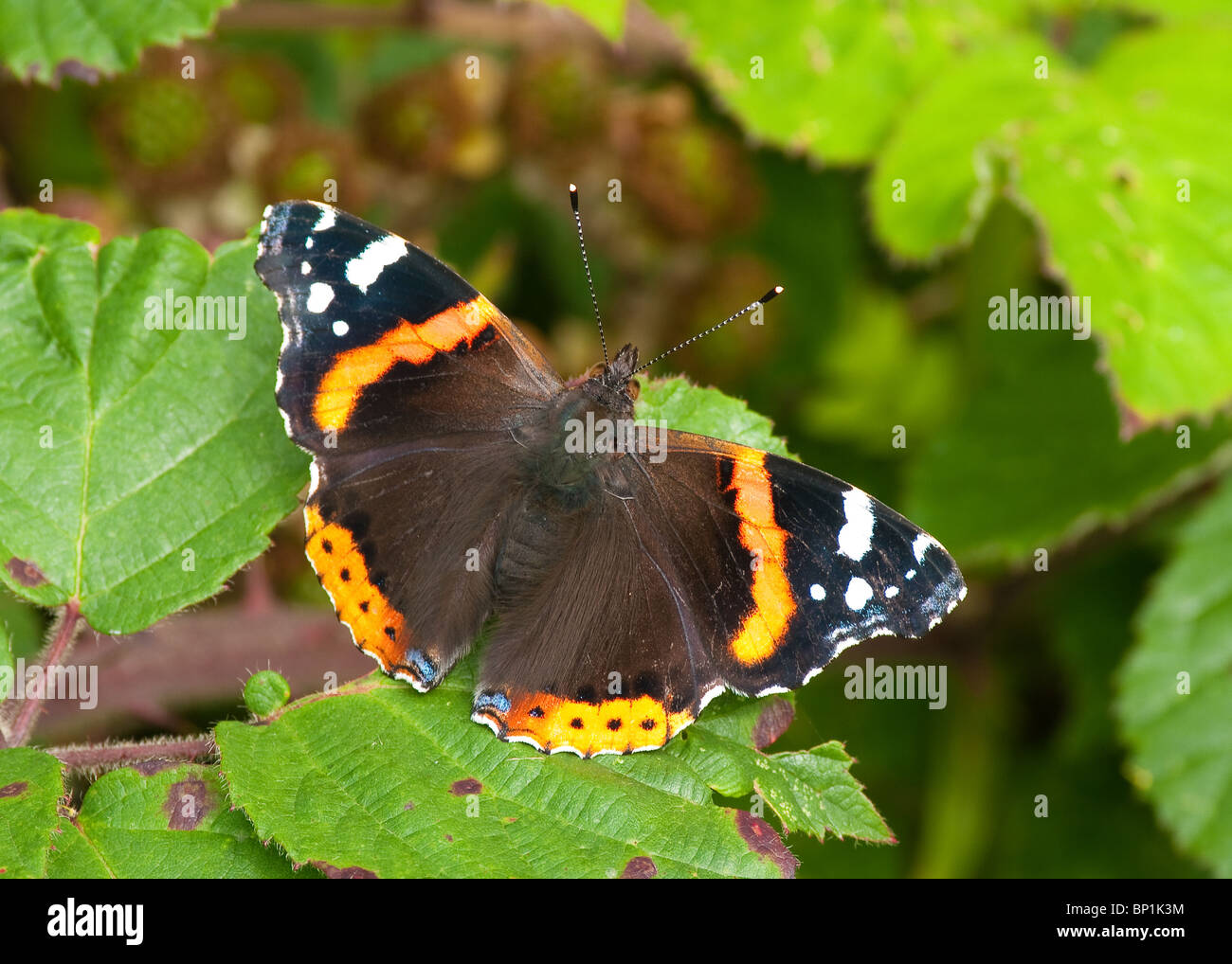 Red Admiral Butterfly (Vanessa Atalanta) Foto Stock