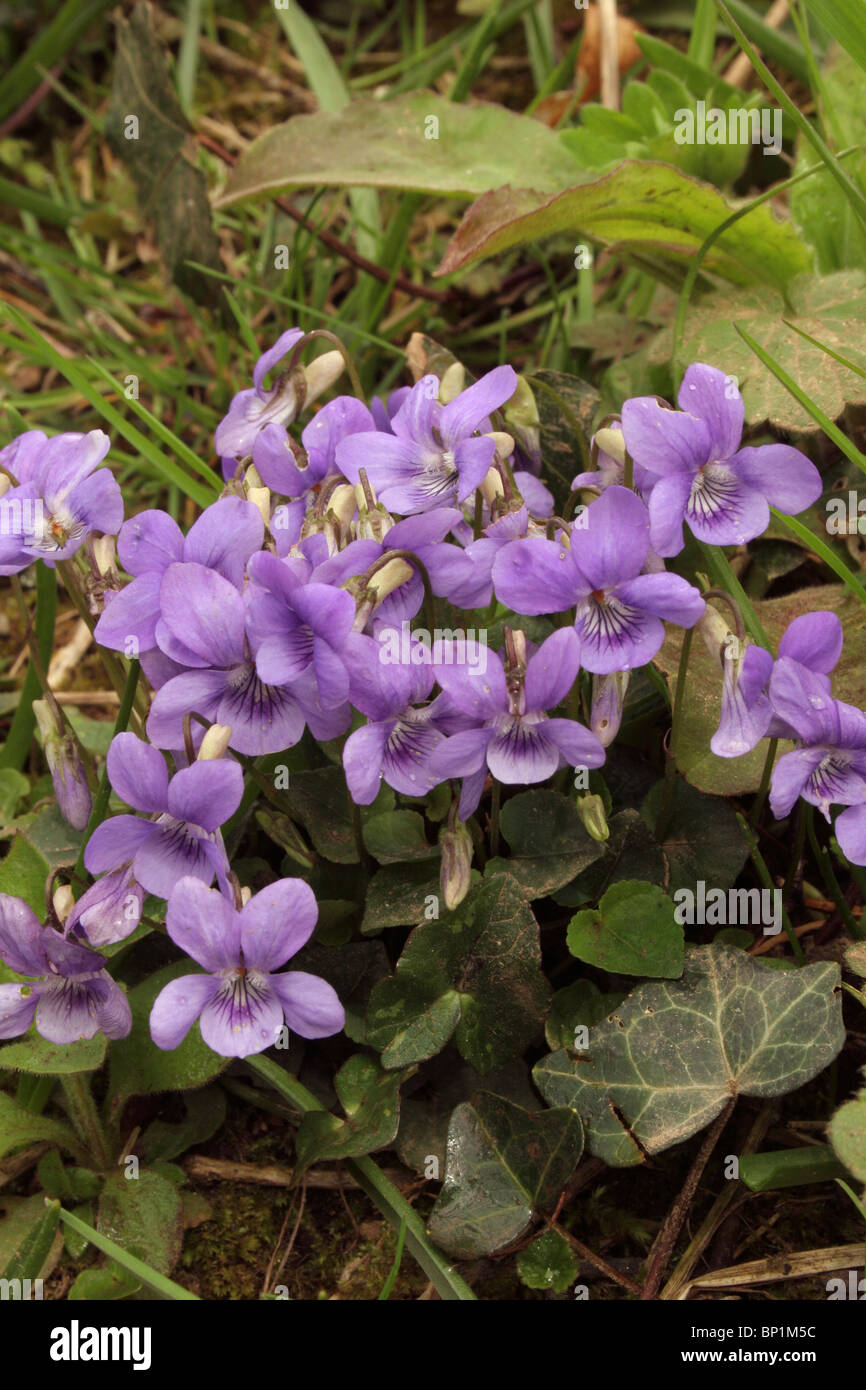Cane comune-violetto (viola riviniana : Violaceae), UK. Foto Stock