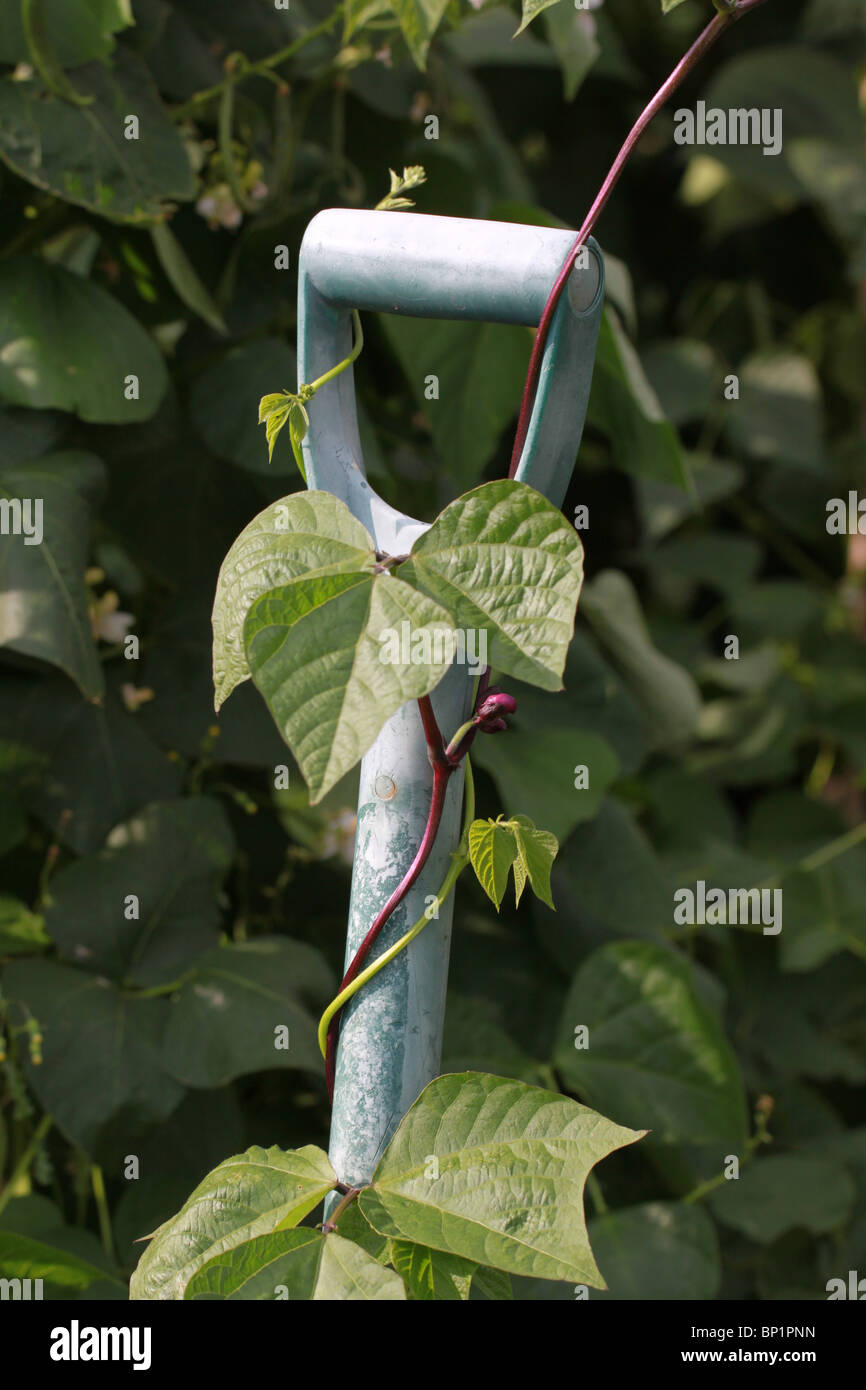 Un giovane francese della pianta di fagiolo cresce una forcella su un riparto garden Foto Stock