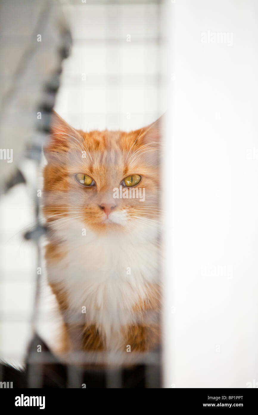 Lo zenzero tabby cat con impressionante occhi, i colleghi attraverso la maglia di filo quadrata di un gatto canile presso un santuario animale. Foto Stock