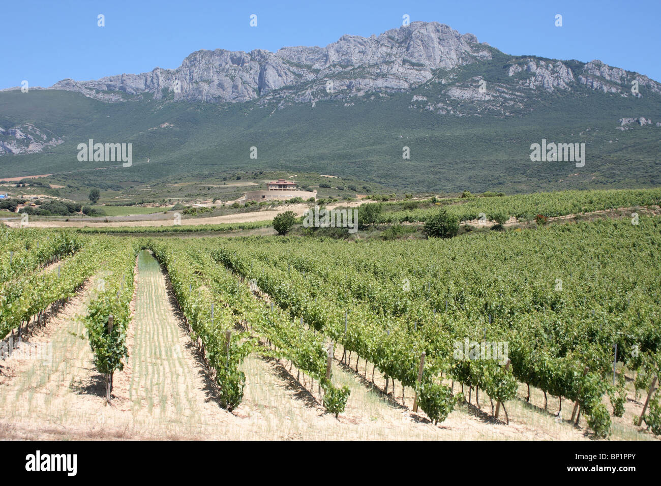 Vigneti al di fuori di Laguardia e la Sierra de Cantabria montagne, Rioja Alavesa, Alava, Spagna Foto Stock