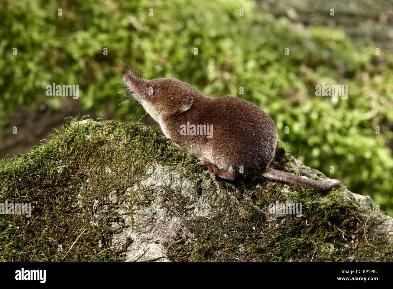 Comune di Megera, Sorex araneus, singolo animale, Midlands, Agosto 2010 Foto Stock