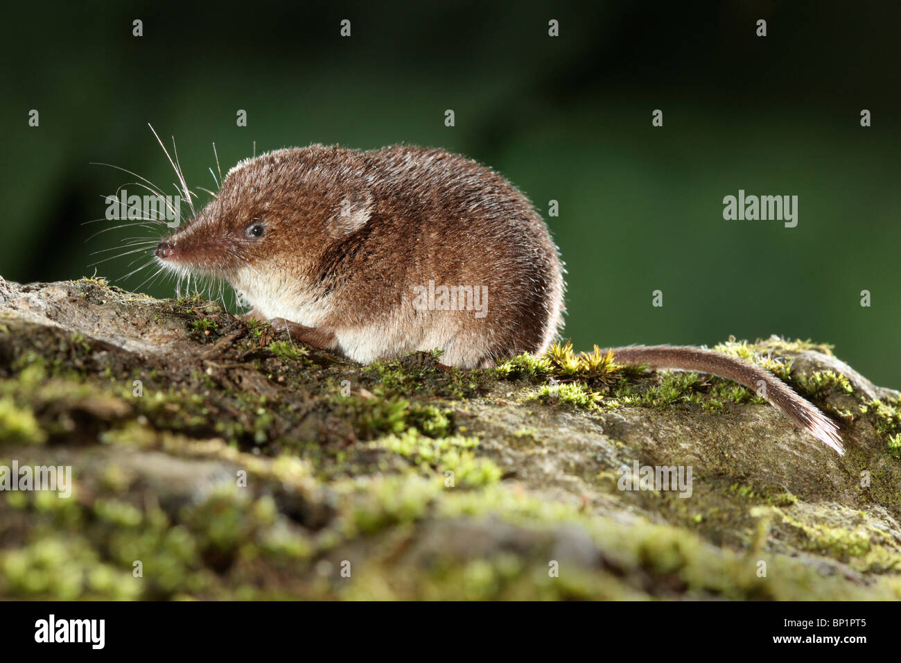Comune di Megera, Sorex araneus, singolo animale, Midlands, Agosto 2010 Foto Stock